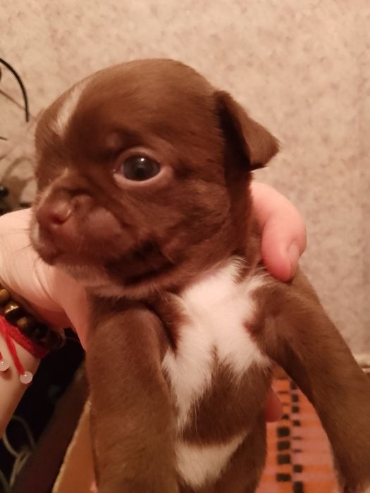 Готовятся к продаже щенки чихуахуа