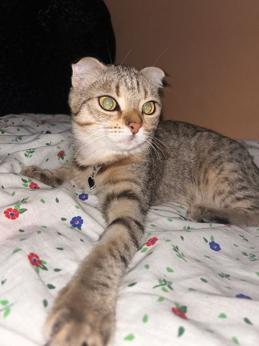 Шотландская вислоухая кошка