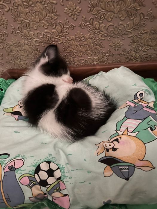 Котенок 40 дней, отдам в добрые руки