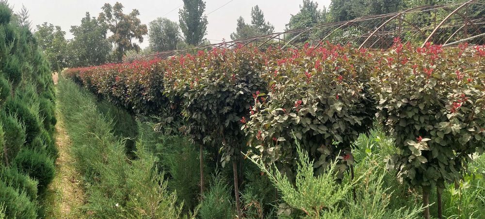 Декоротив кучатлари сотилади