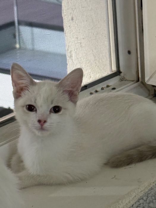 домашние котята