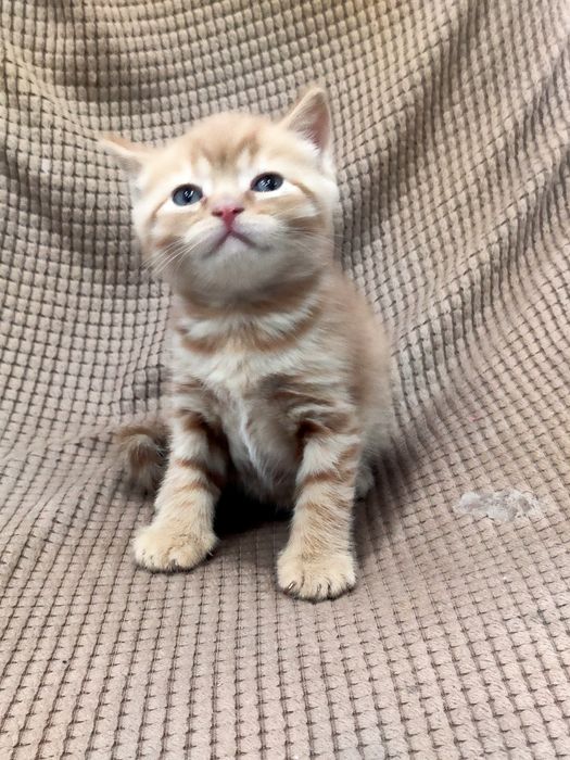 Британский мальчик