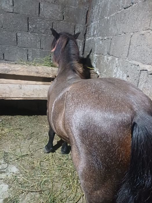 Vând/schimb poneița foarte cuminte.