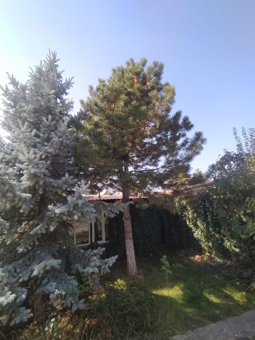 Продам 2 голубые ели и сосну