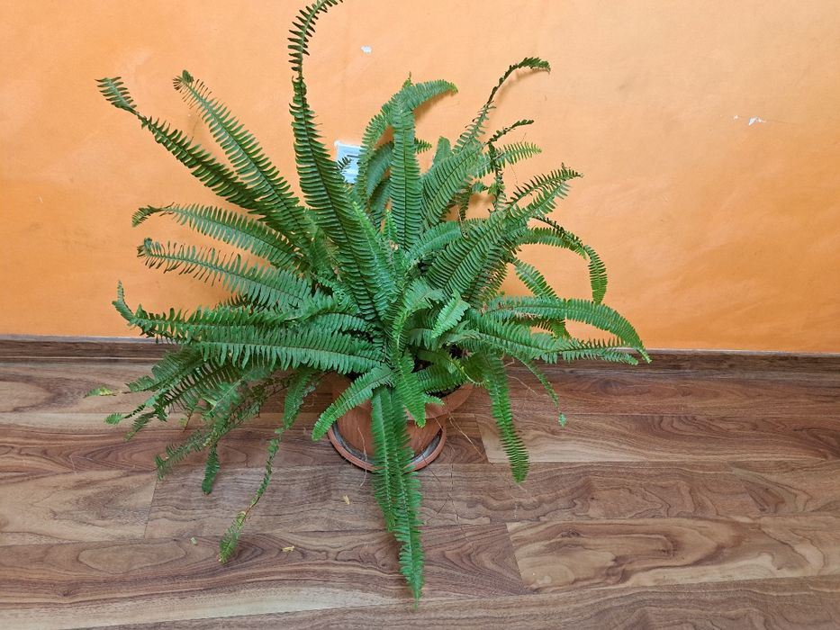 Бенджамин .Финикова палма Юка