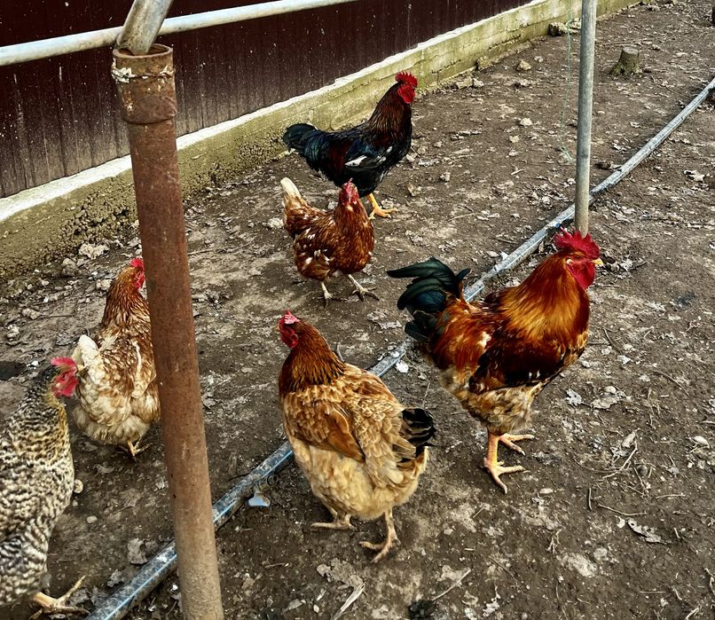 Ouă proaspete de țară – direct de la găini crescute natural