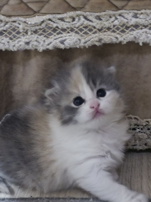 Шотландские  длинношерстные малыши