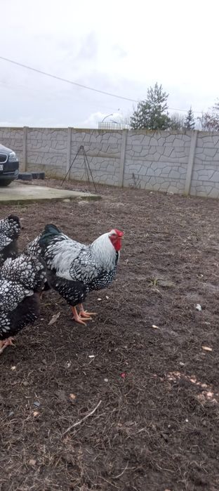 Vind ouă incubat Wiandotte argintiu 10 lei