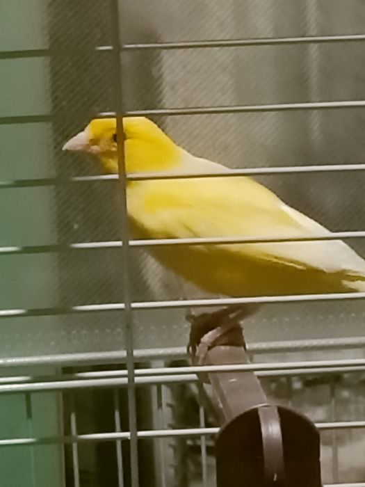 Кенр  поющий  молодой