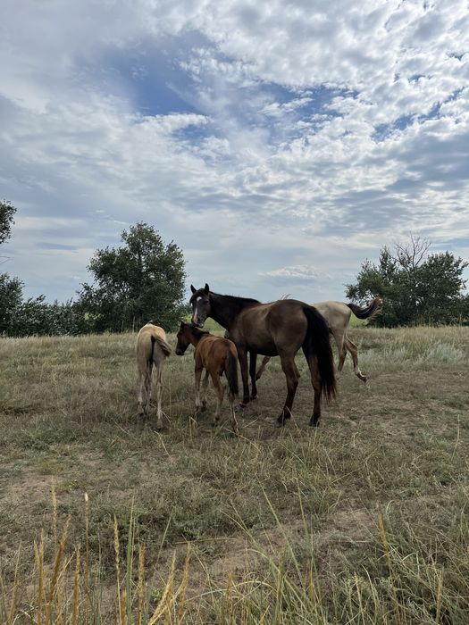 Продам лошодей