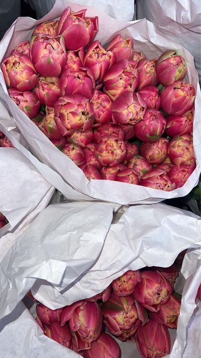 Продажа голландских тюльпанов