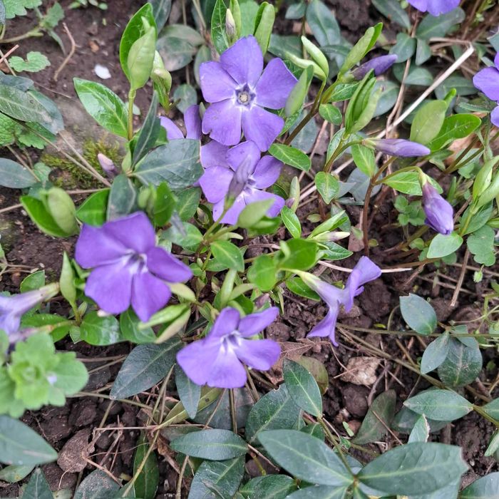 Растение Винка Минор