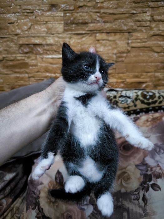 Котята вислоухие  Скоттиш-фолд (вислоухие) и скоттиш-страйт (прямоухие