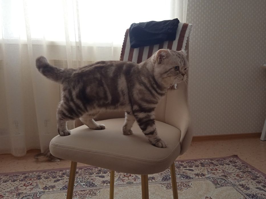 Шотландские котята!