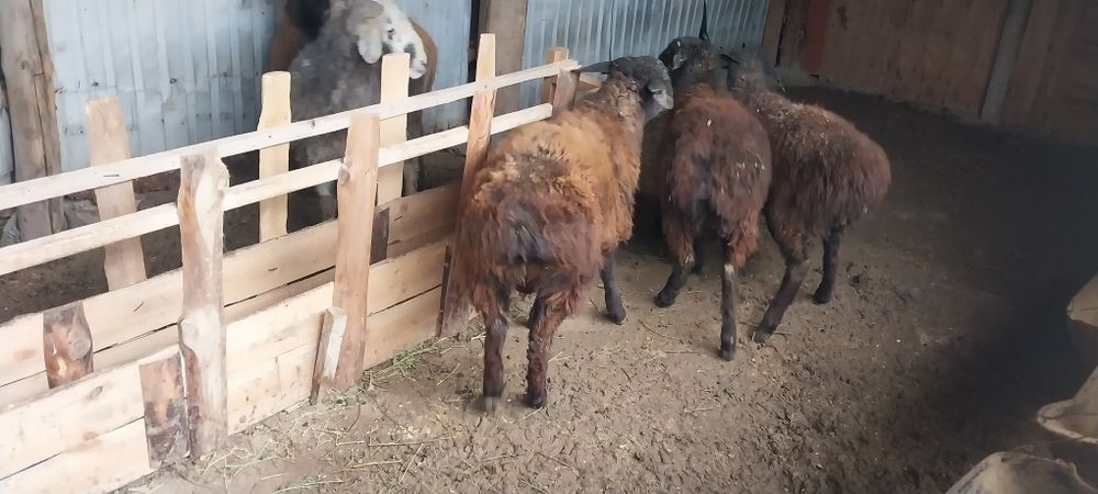 Семіз бағылған тоқтылар