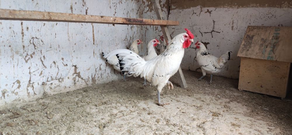 Gambriski sotladi 1+4