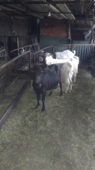 Продавам ярета и кози