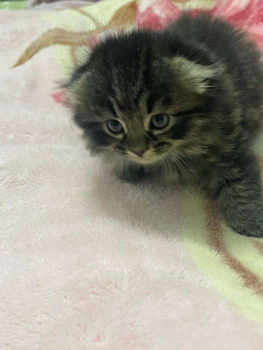Скоттиш фолд котёнок
