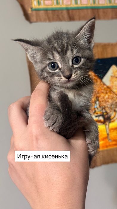 Котята домашние, мать крысылов