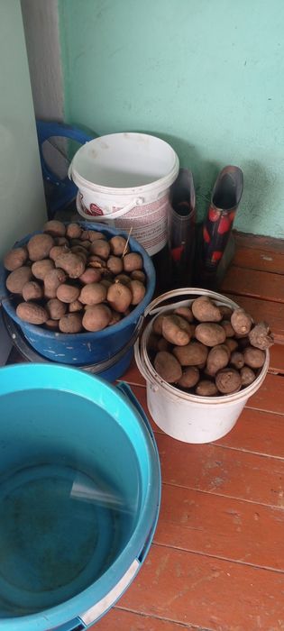 Продам семяную картошку 2 тысячи