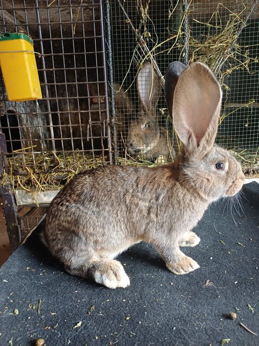 Vând iepuri Uriaș German Gri