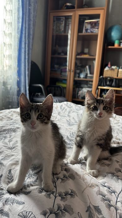 Котята ищут свой дом