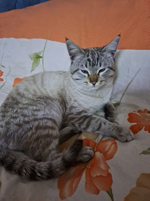 Tayskiy siam mushugi