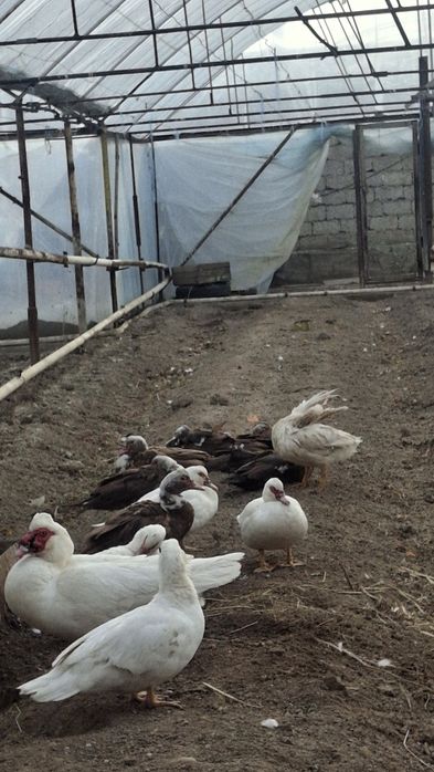 Indautkalar sotiladi