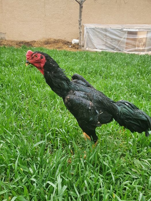 Dakan joja tuxum