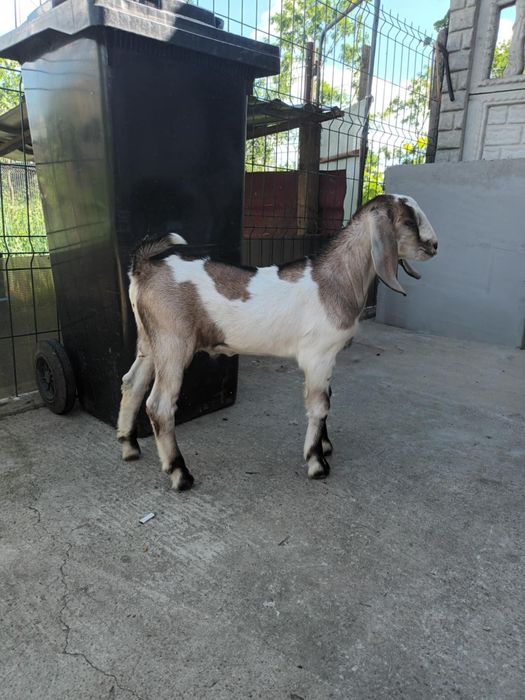 Vând Țap Anglonubian