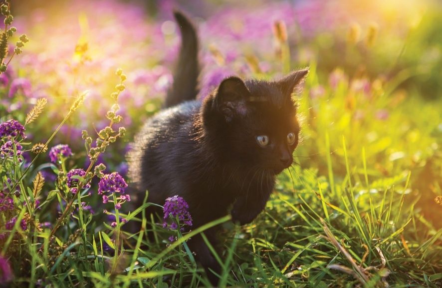 Отдам котят в добрые руки