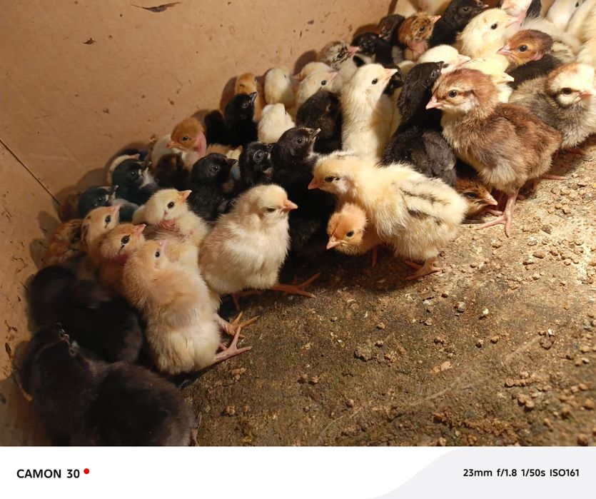 Циплята домашные