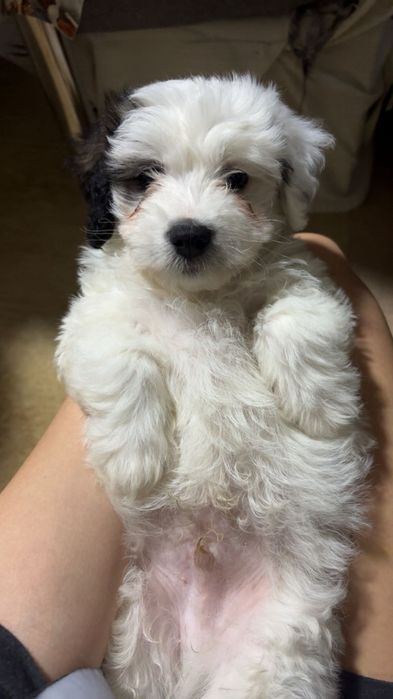 Vând cățeluș bichon