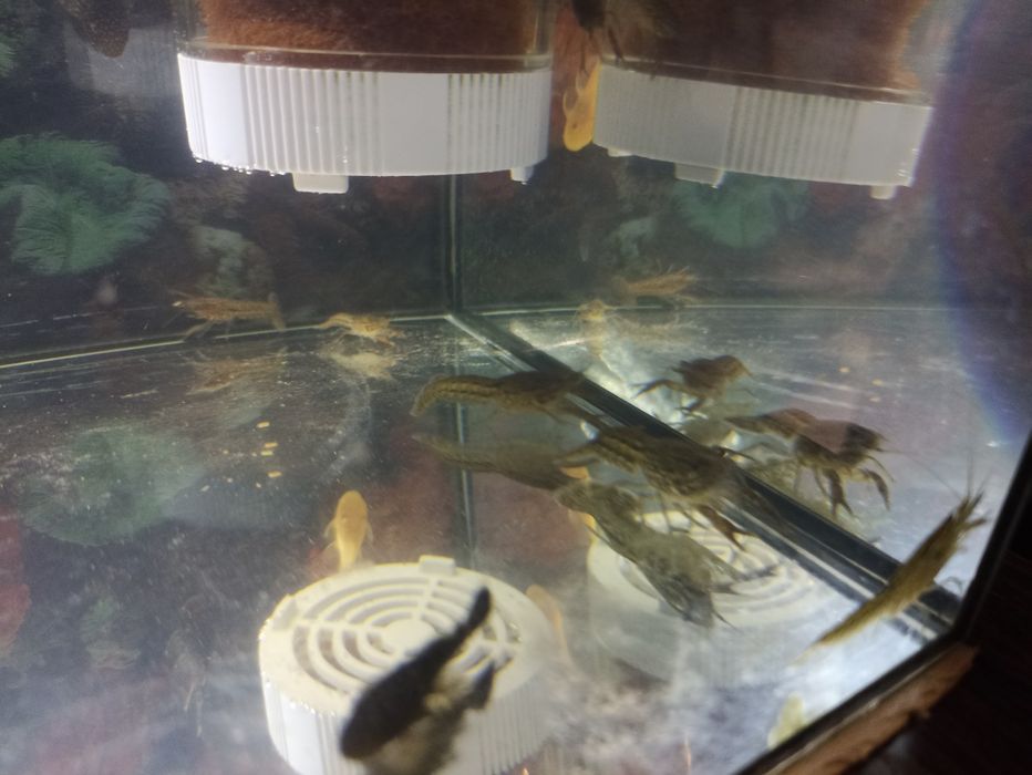 Продам  Мраморных Раков