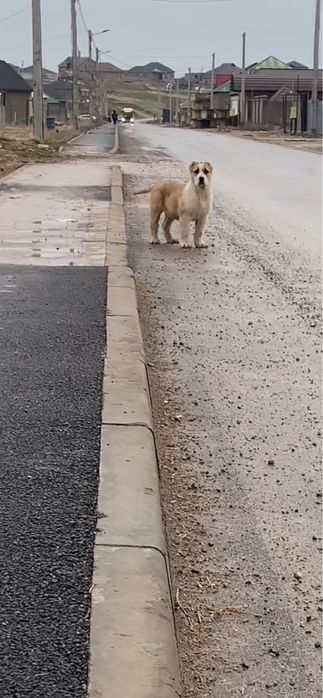 Щенок сао алабай кушык собака