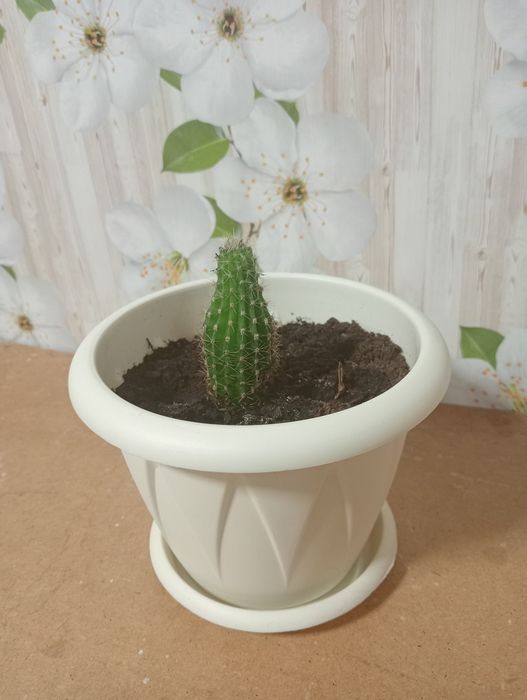 Продам кактусы в горшочках