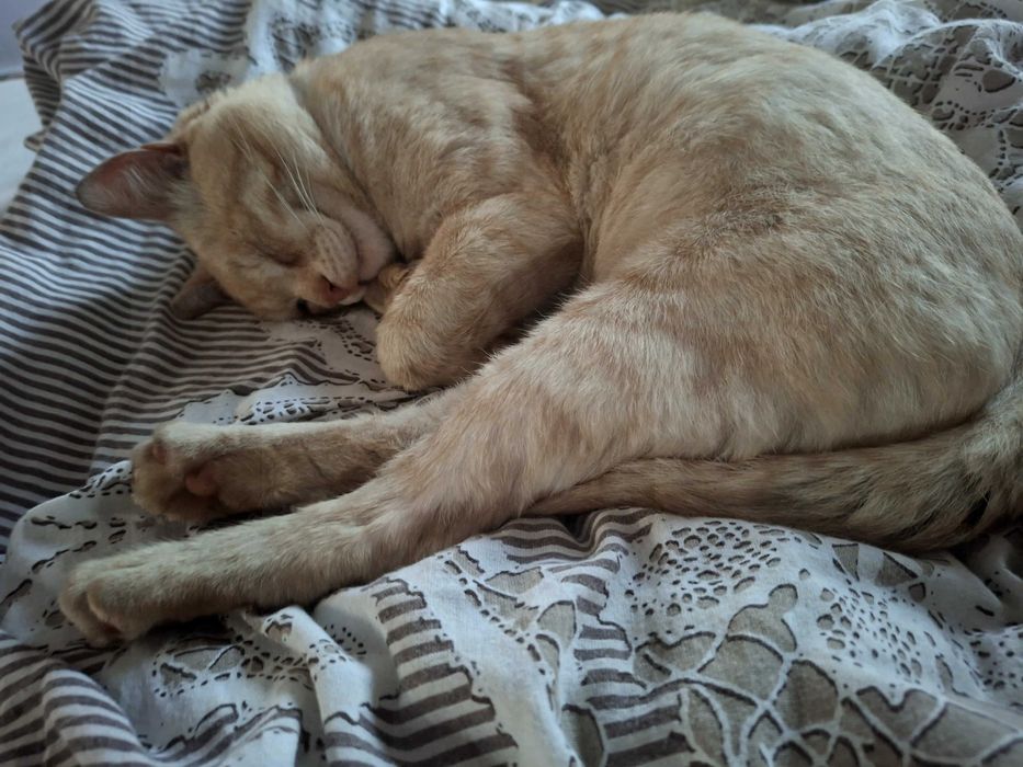 Пропал светло-рыжий кот