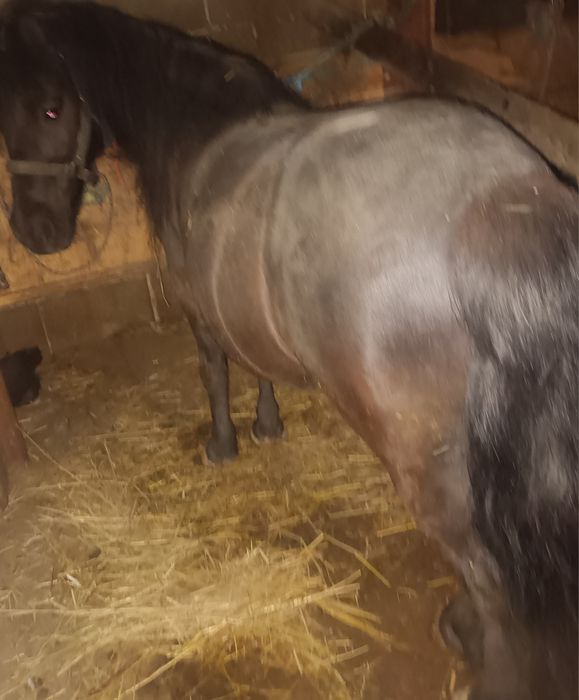 Ponei cuminte și frumos.