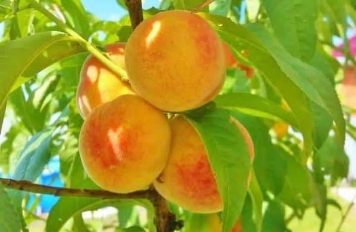 Pomi Fructiferi Străvechi Glia Strămoșească (Soiuri De Piersic )