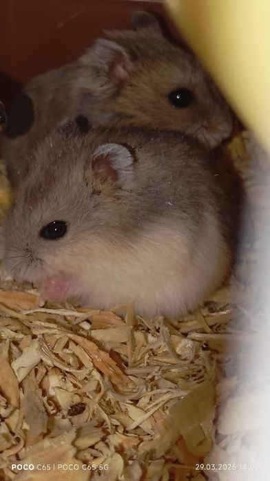 Продам джунгарских  хомяков