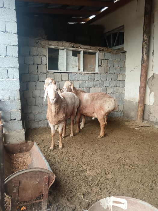 Қошқарлар бордахы.