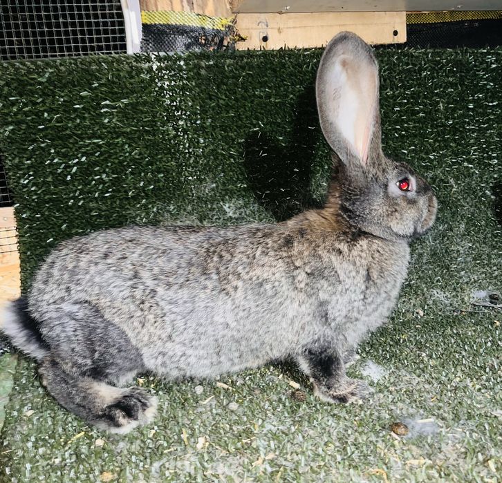 Tineret urias german