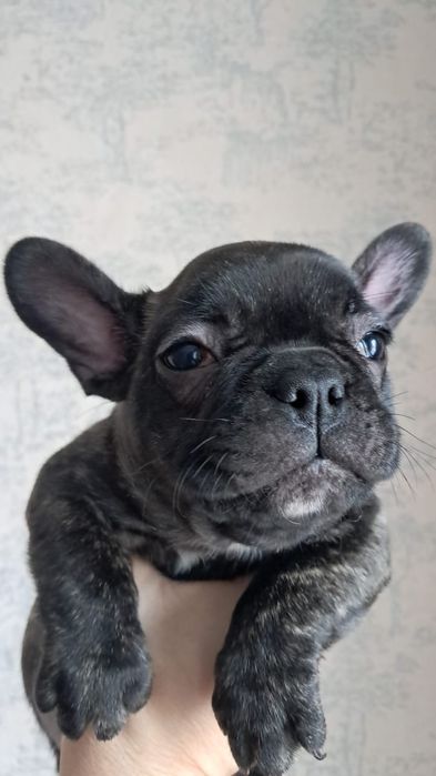 Французский бульдог девочка тигровая