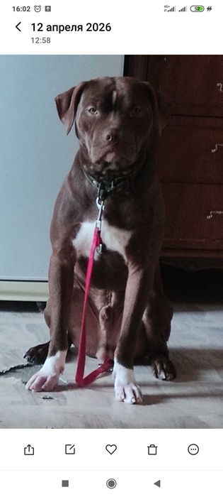 Пит- бультерьер (Red Nose)