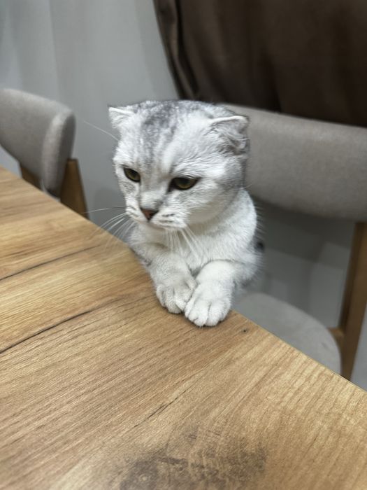 Кошка шотландка, шиншилла.