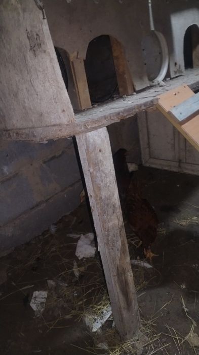 Продам хороших курей и цыплят