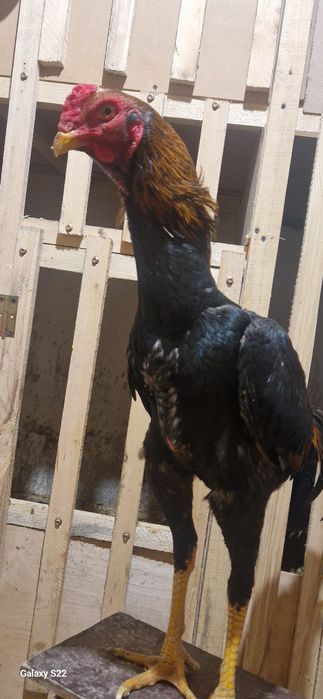 Дакан хинт майски