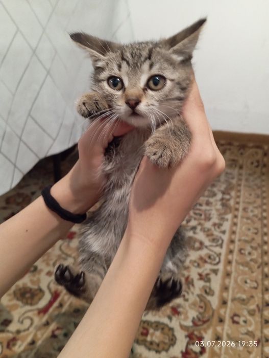 Котята  домашние