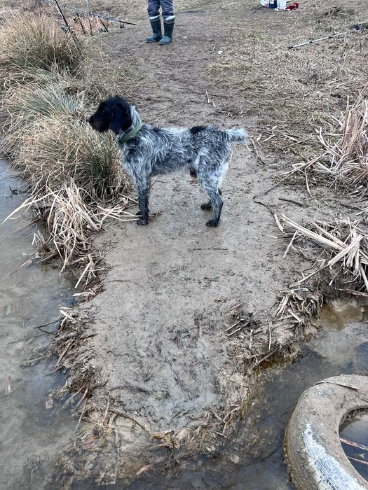 Дратхаар 10 месяцев