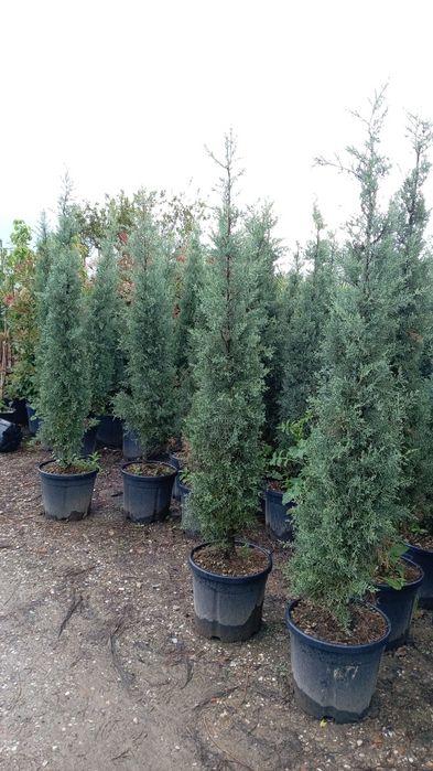 Chiparos leylandii  gard viu 100 ron oferta